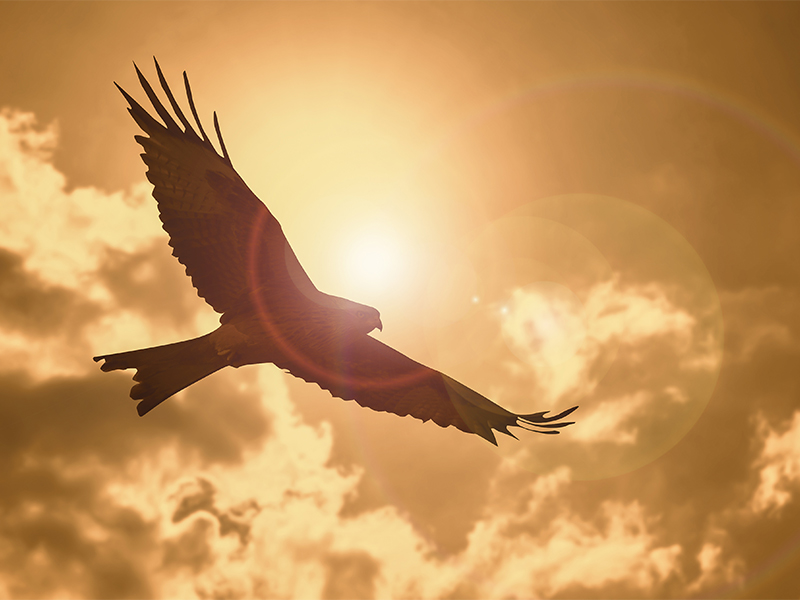 a silhouette eagle flying in clouds at sunset.